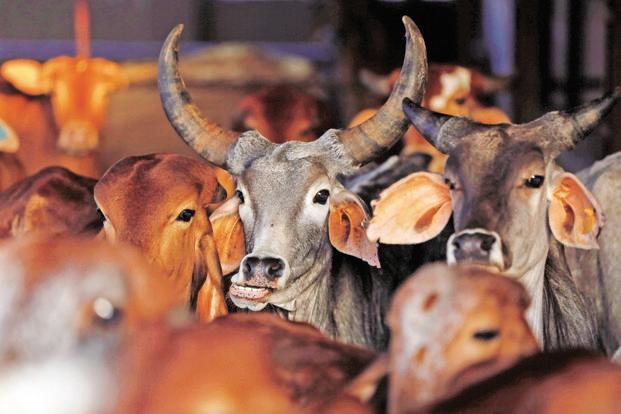 Beef Ban Bombs Explode Ignorance