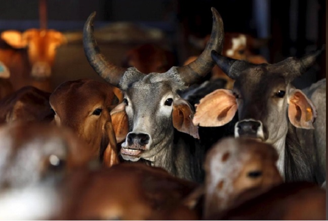 Should India strive to become the  largest exporter of beef in the world?